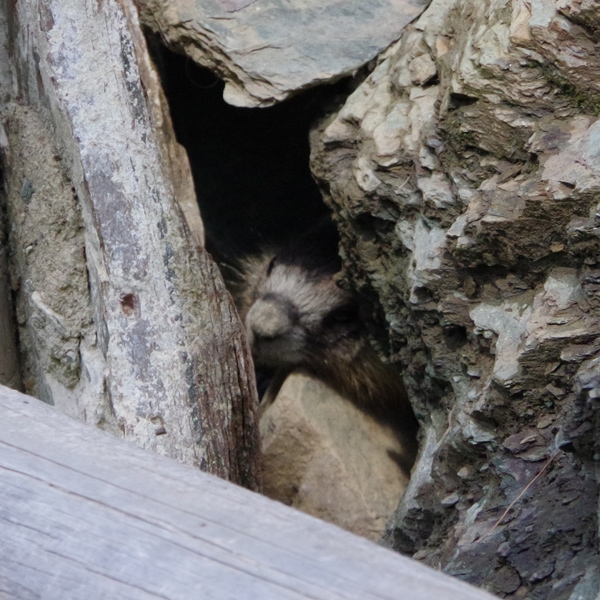 Photo of Marmota caligata by <a href="
http://shuswaplakephotos.wordpress.com/">Dawn Kellie</a>